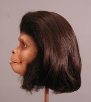 Planet of the Apes collectible display bust